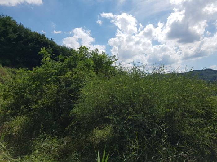 2025타경640 임야 · 충청남도 천안시 동남구 북면
