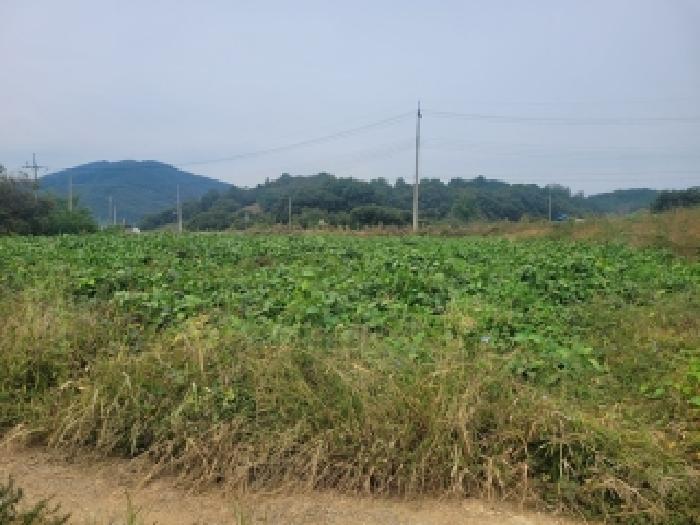 2025타경105 전답 · 충청남도 청양군 정산면 학암리 263-1