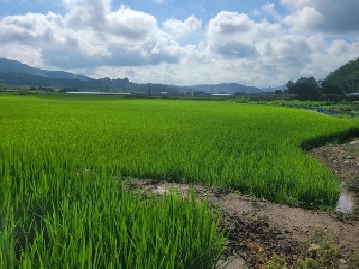 2025타경75 전답 · 충청남도 청양군 정산면