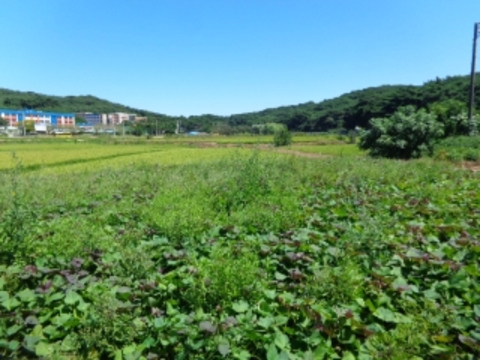 2024타경54674 전답 · 충청남도 태안군 안면읍