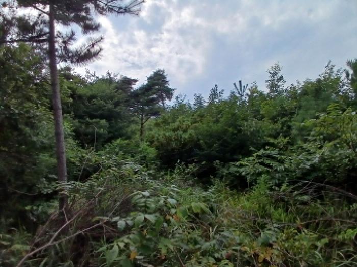 2025타경51563 임야 · 충청남도 서산시 대산읍 운산리 산168-61