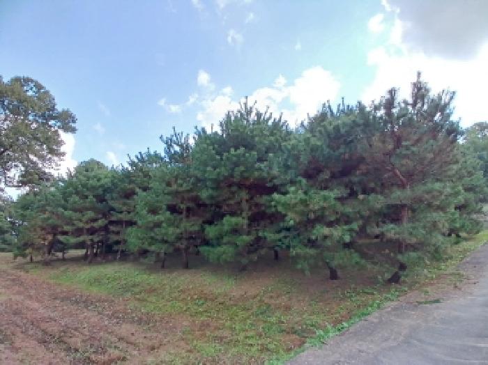 2025타경51830 임야 · 충청남도 서산시 음암면 도당리 산143-1