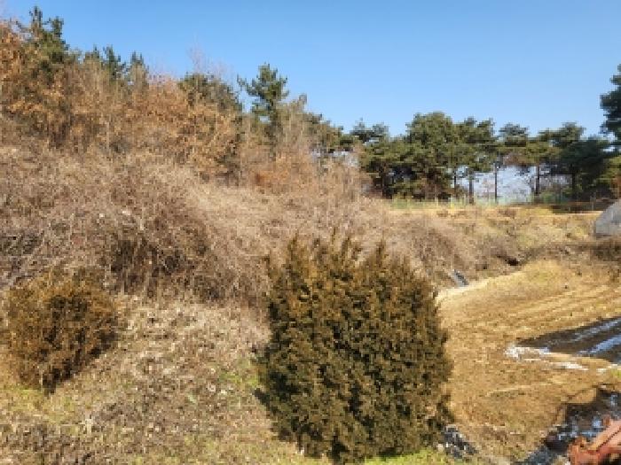 2025타경52073 대지 · 충청남도 당진시 면천면 성하리 508