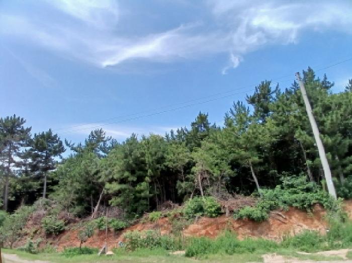 2025타경667 임야 · 충청남도 서산시 대산읍 대로리 230-2