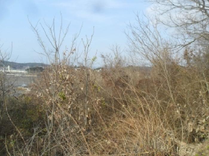 2025타경920 임야 · 충청남도 태안군 안면읍 황도리 76-1