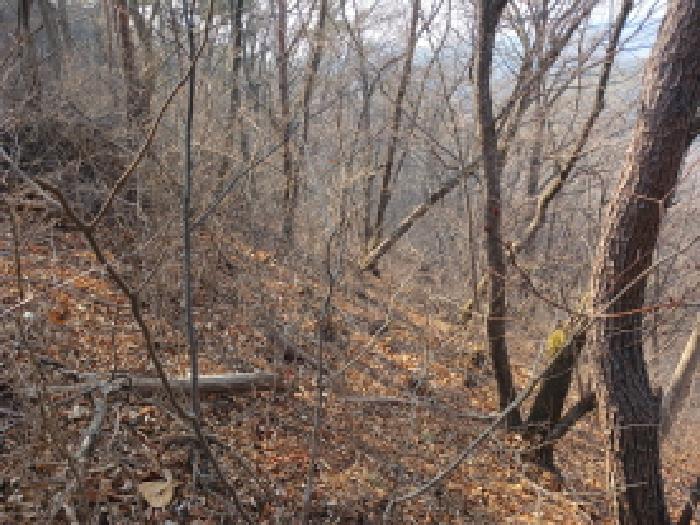2026타경50195 임야 · 충청남도 서산시 지곡면 장현리 산67-1