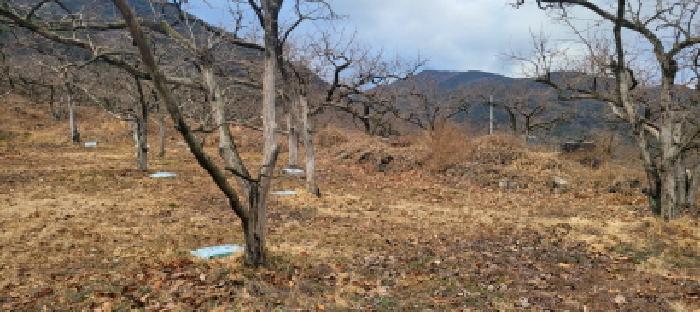 2024타경127317 전답 · 경상북도 청도군 매전면