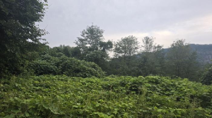 2025타경1051 임야 · 경상북도 칠곡군 가산면 학산리 산77-11