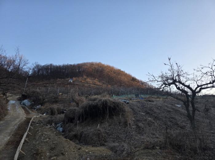 2025타경1288 임야 · 경상북도 청도군 화양읍 다로리 산13-2