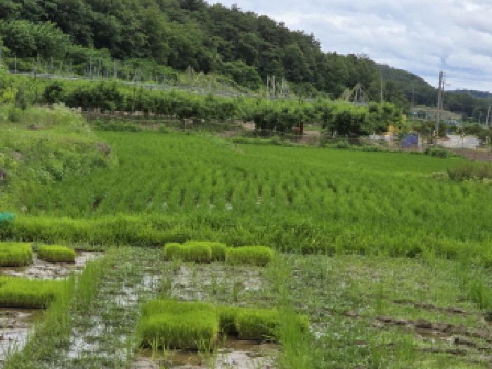 2025타경8026 대지 · 경상북도 영천시 화산면