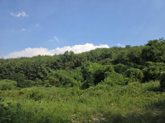 2025타경8242 임야 · 경상북도 청도군 금천면