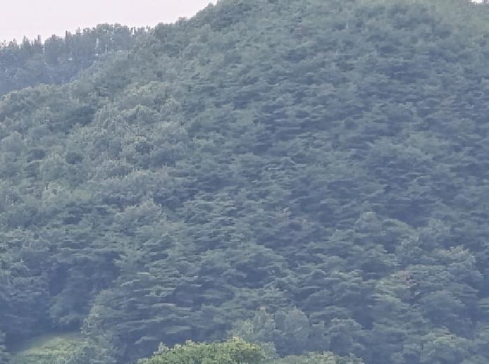 2025타경8560 임야 · 경상북도 영천시 임고면