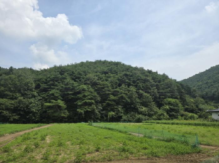 2025타경8763 임야 · 경상북도 영천시 신녕면