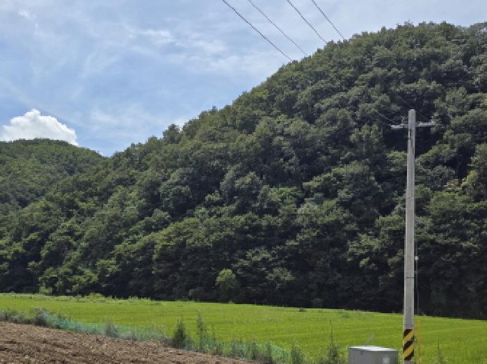 2025타경8800 임야 · 경상북도 영천시 임고면 사리 산20