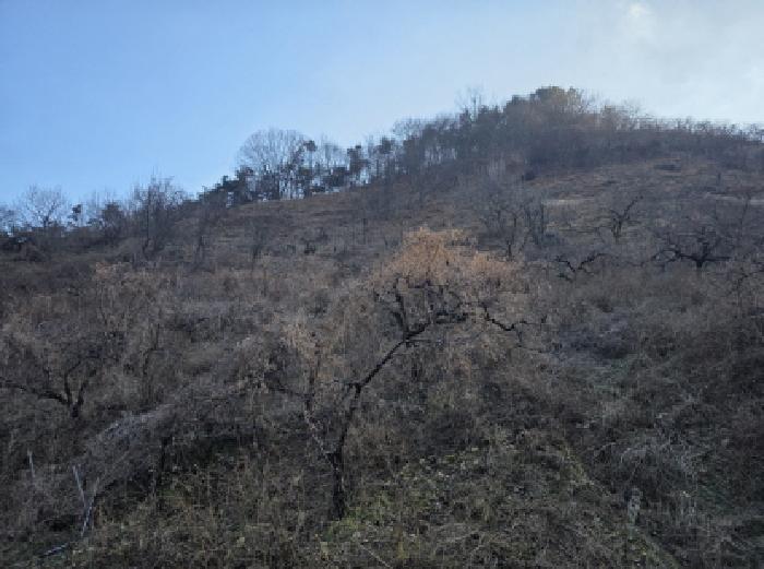 2025타경9844 임야 · 경상북도 청도군 청도읍 운산리 산210-5