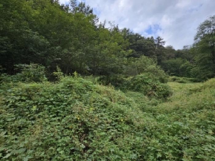 2025타경100511 · 경상북도 영주시 부석면