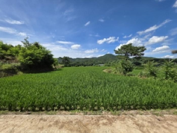 2025타경10730 전답 · 경상북도 안동시 풍산읍