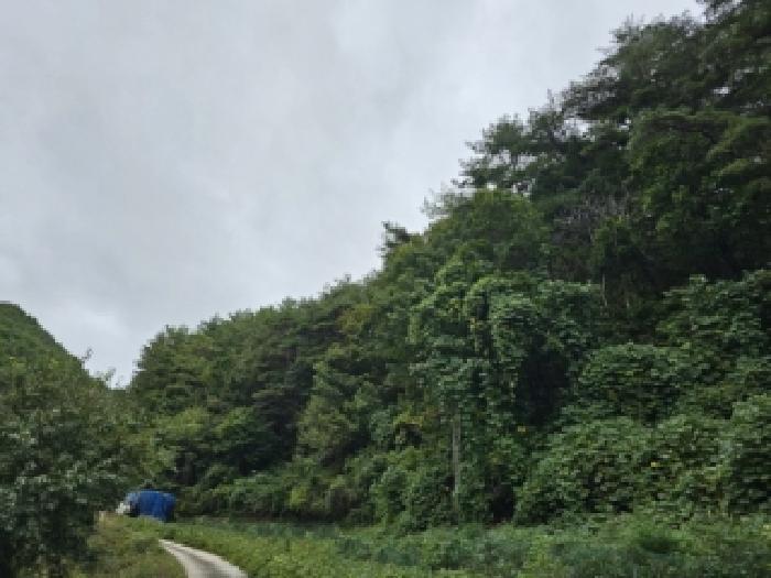 2025타경11023 임야 · 경상북도 봉화군 재산면 갈산리 산265