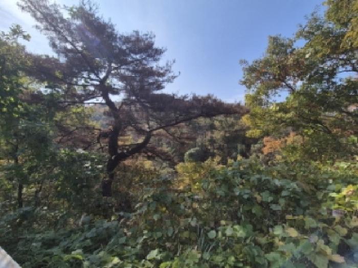 2025타경560 임야 · 경상북도 경주시 양남면 효동리 산352