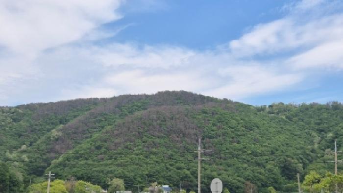 2026타경10185 임야 · 경상북도 경주시 감포읍 대본리 산111