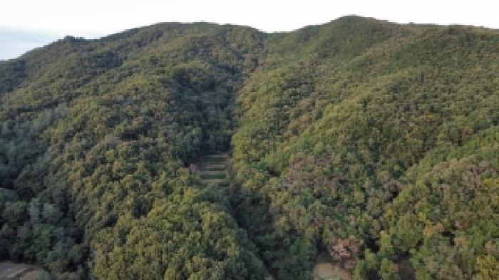 2025타경11483 임야 · 경상북도 구미시 선산읍