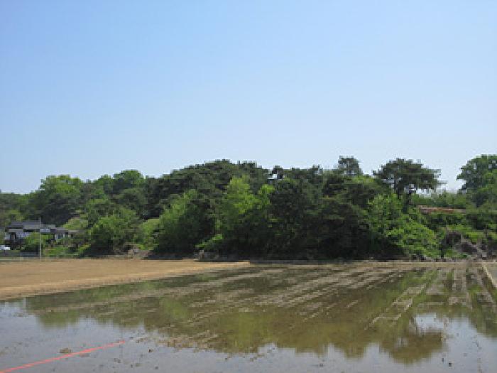 2025타경170 임야 · 경상북도 예천군 예천읍 고평리 523-1