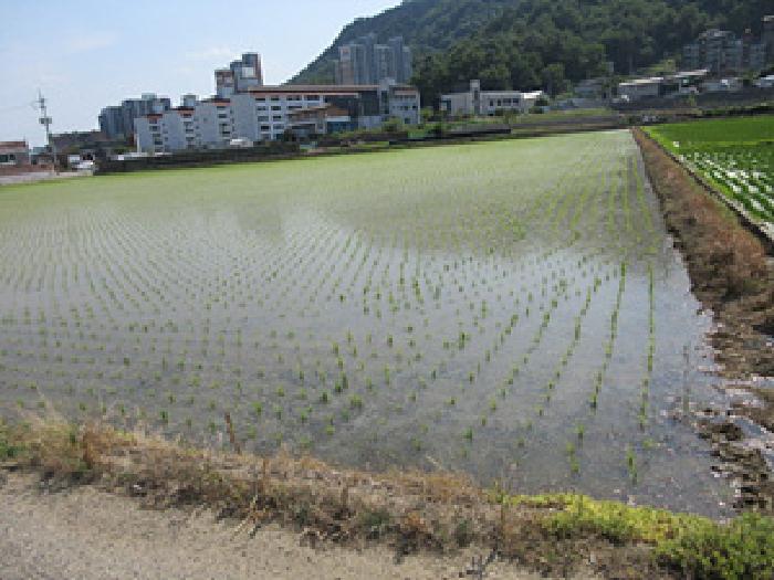 2025타경184 전답 · 경상북도 문경시 흥덕동 537-1