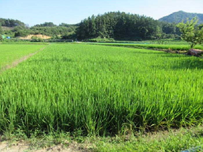 2025타경5373 · 경상북도 상주시 내서면 평지리 308