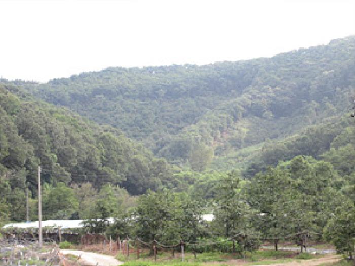 2025타경5394 임야 · 경상북도 상주시 모동면 신흥리 산26-4