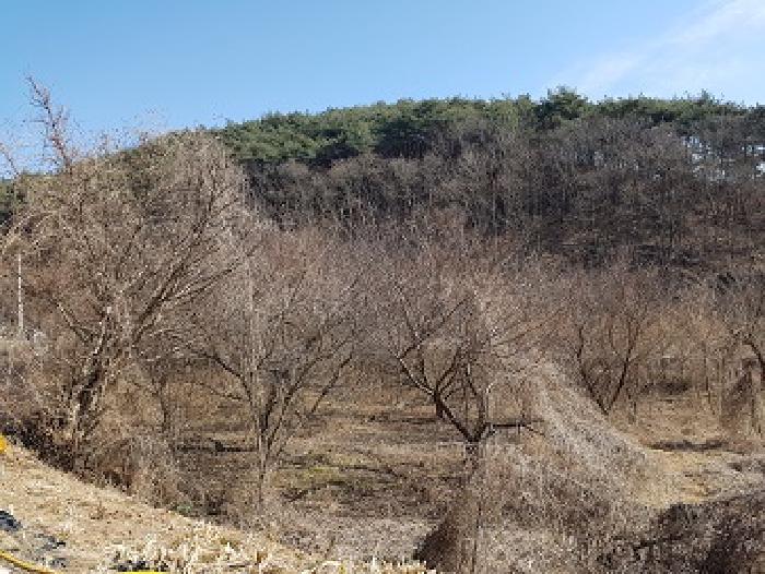 2025타경10130 전답 · 경상북도 의성군 옥산면