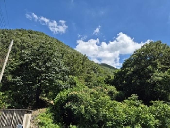 2025타경10238 임야 · 경상북도 의성군 옥산면 전흥리 산4-3