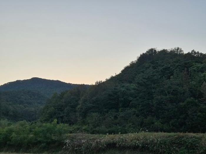 2025타경10313 임야 · 경상북도 의성군 단밀면 용곡리 산43