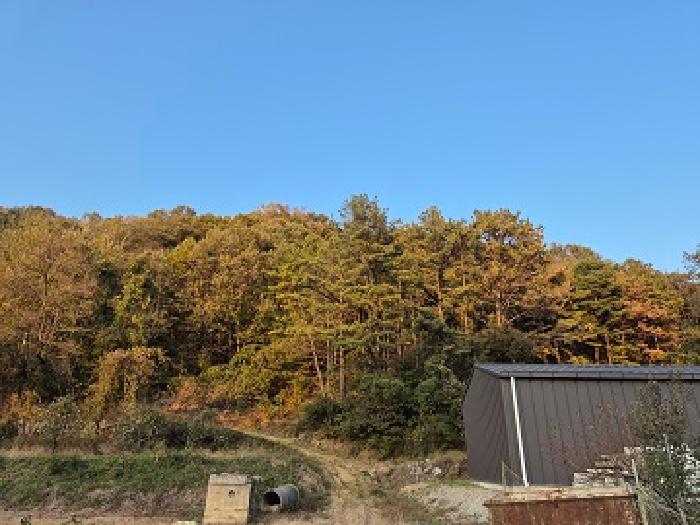 2025타경438 · 대구광역시 군위군 효령면 장기리 468