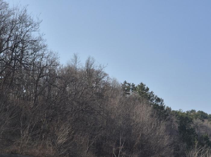 2025타경10185 임야 · 경상북도 영덕군 영덕읍