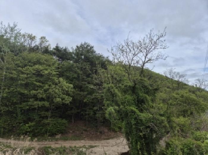 2025타경3639 임야 · 경상북도 포항시 남구 오천읍 갈평리 산88