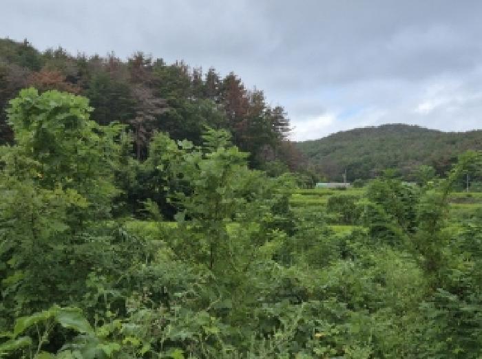 2025타경4022 대지 · 경상북도 포항시 북구 청하면