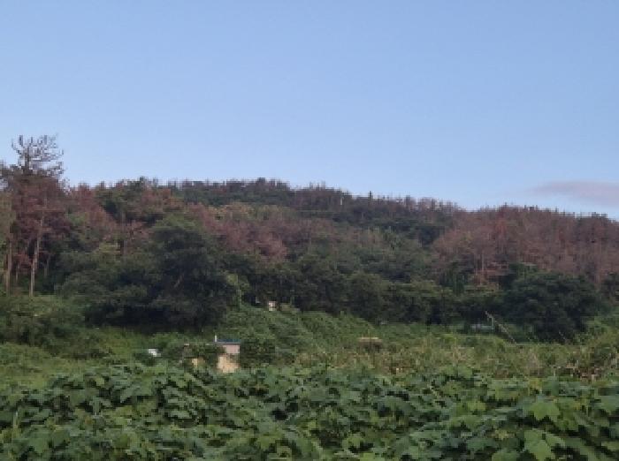 2025타경4023 임야 · 경상북도 포항시 남구 동해면 임곡리 산16-1