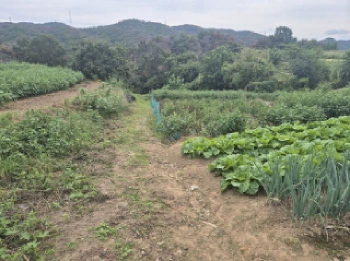 2025타경527 임야 · 경상북도 포항시 남구 장기면 정천리 산73-11
