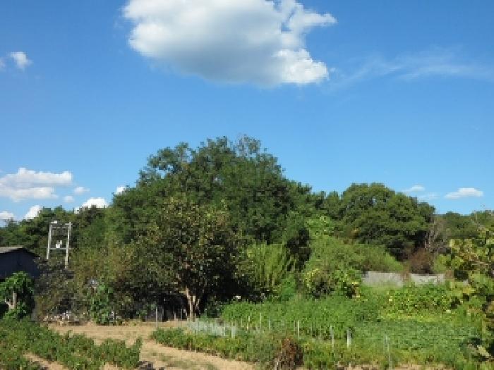 2025타경2252 임야 · 대구광역시 달성군 옥포읍 김흥리 산91