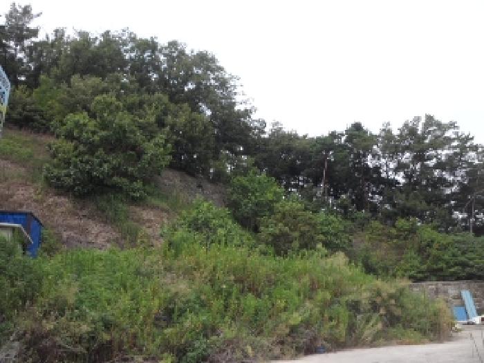 2025타경31505 임야 · 경상북도 고령군 성산면 삼대리 산51