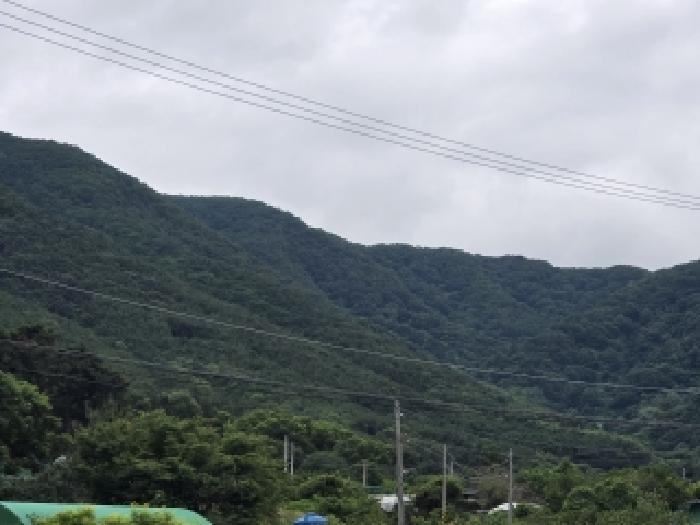 2026타경3384 임야 · 대구광역시 달서구 도원동 산42