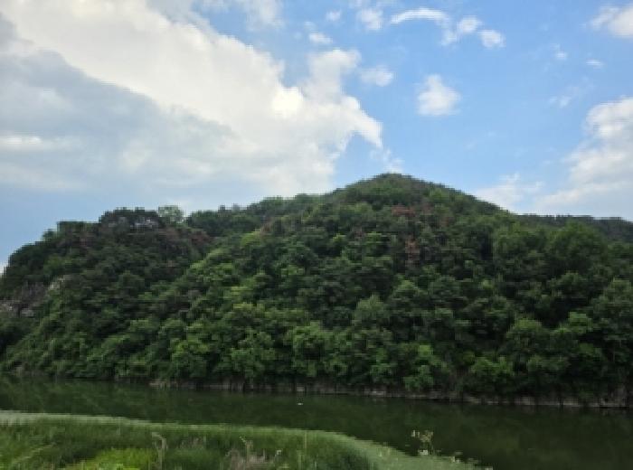 2026타경3619 임야 · 경상북도 성주군 용암면 동락리 산24