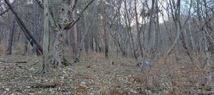 2025타경20368 임야 · 부산광역시 금정구 남산동 산55-2