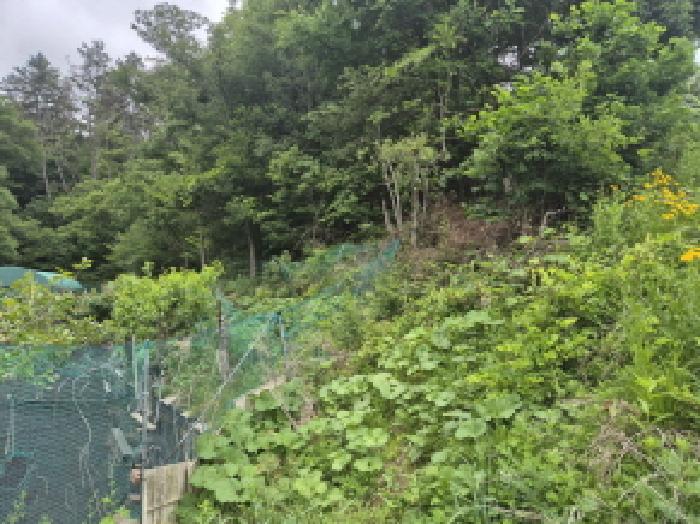 2025타경11636 임야 · 울산광역시 울주군 온양읍
