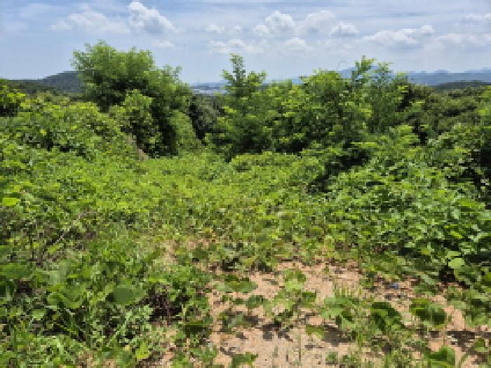 2025타경1171 임야 · 울산광역시 울주군 서생면 화산리 288-51