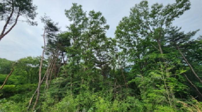 2025타경11764 임야 · 경상남도 양산시 상북면