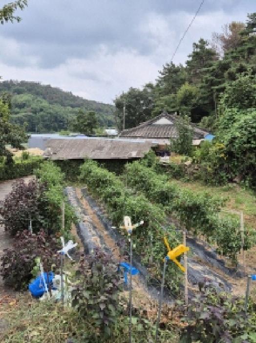 2025타경12279 대지 · 울산광역시 중구 성안동