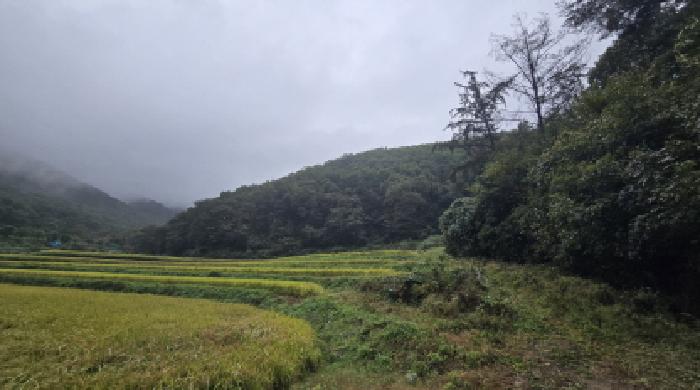2025타경12568 임야 · 울산광역시 울주군 두동면 월평리 산144-4
