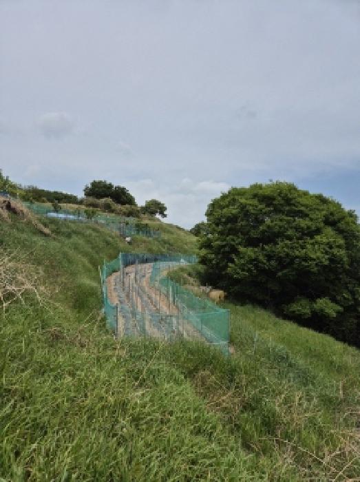 2025타경980 임야 · 울산광역시 남구 장생포동 산75-1