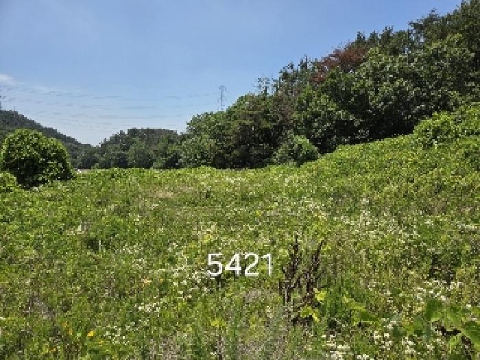 2025타경5421 전답 · 부산광역시 기장군 장안읍 반룡리 258